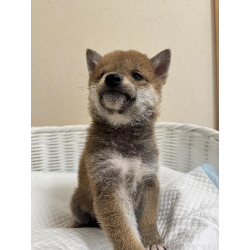 販売中の兵庫県の豆柴-442006の4枚目