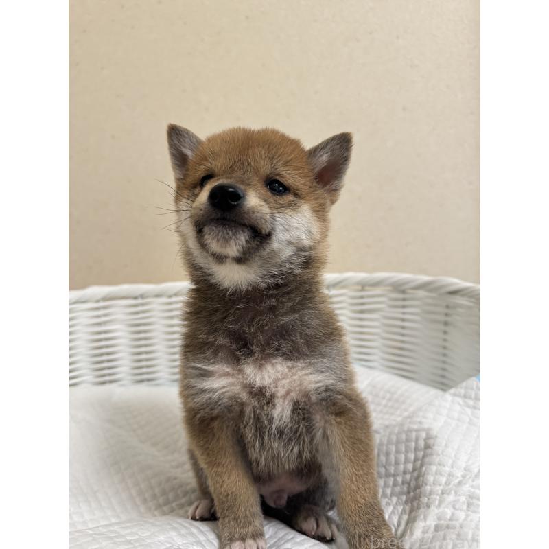 販売中の兵庫県の豆柴-442006の2枚目