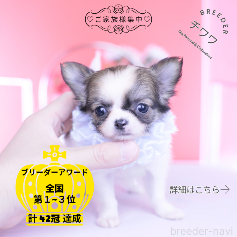 販売中の愛知県のチワワ(ロングコート)-448003