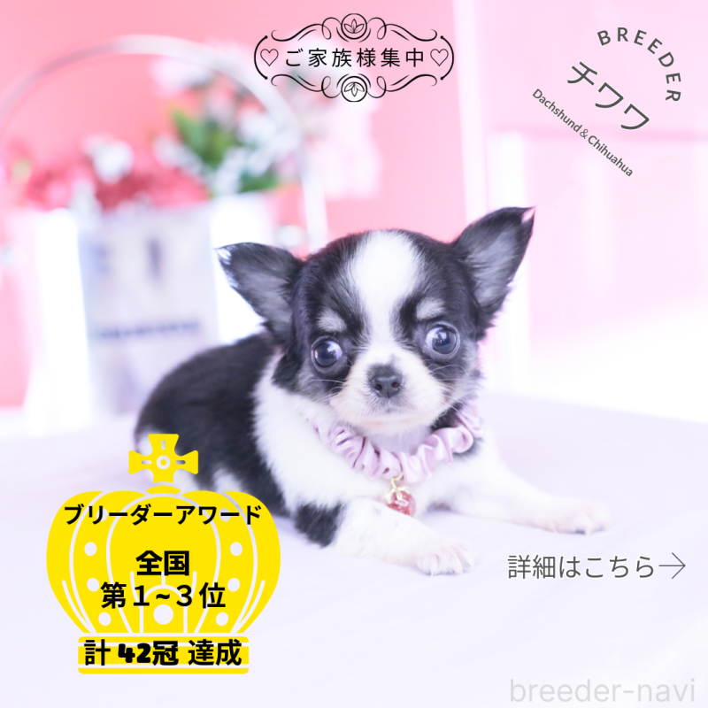 商談中の愛知県のチワワ(ロングコート)-448006