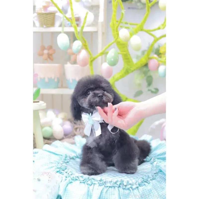 商談中の広島県のタイニープードル-453673の10枚目