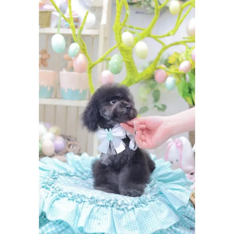 商談中の広島県のタイニープードル-453673の8枚目