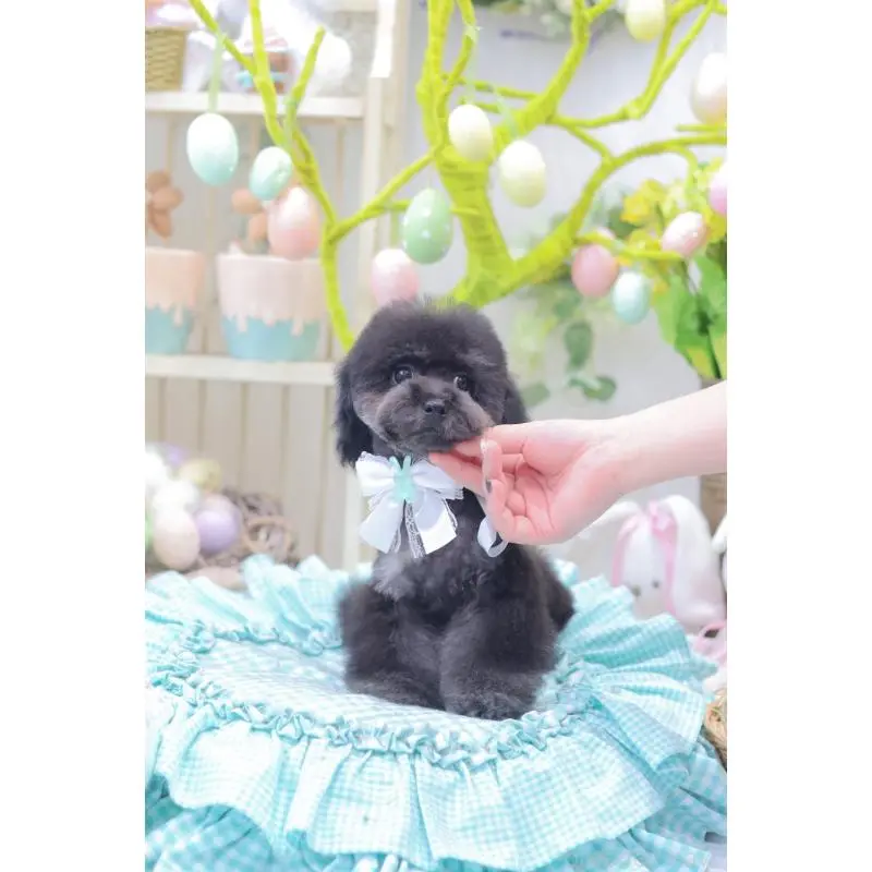 商談中の広島県のタイニープードル-453673の7枚目