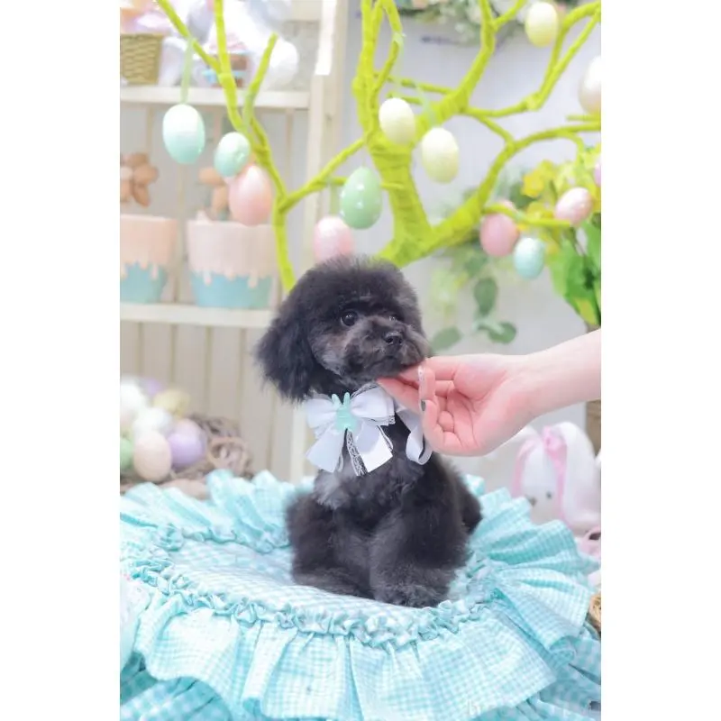 商談中の広島県のタイニープードル-453673の6枚目