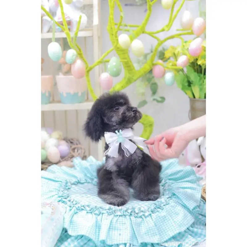 商談中の広島県のタイニープードル-453673の5枚目