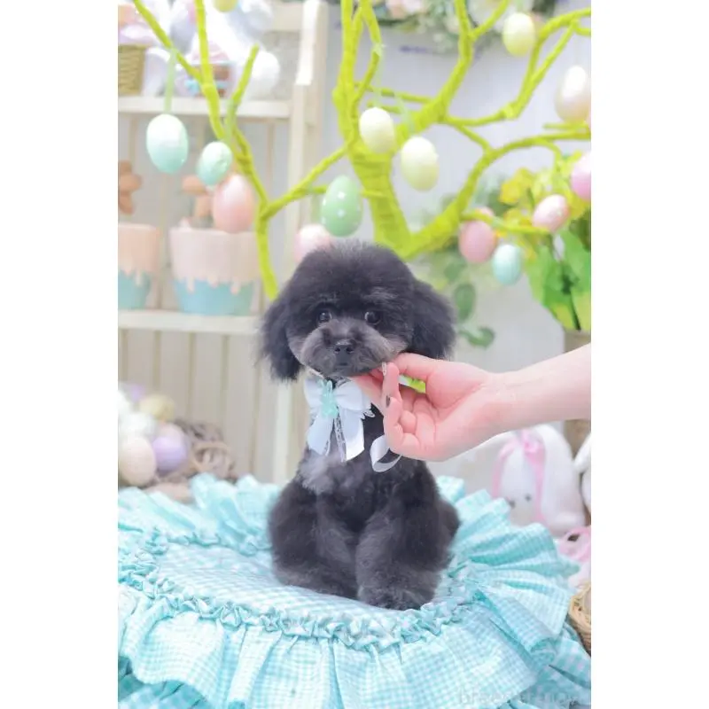 商談中の広島県のタイニープードル-453673の3枚目