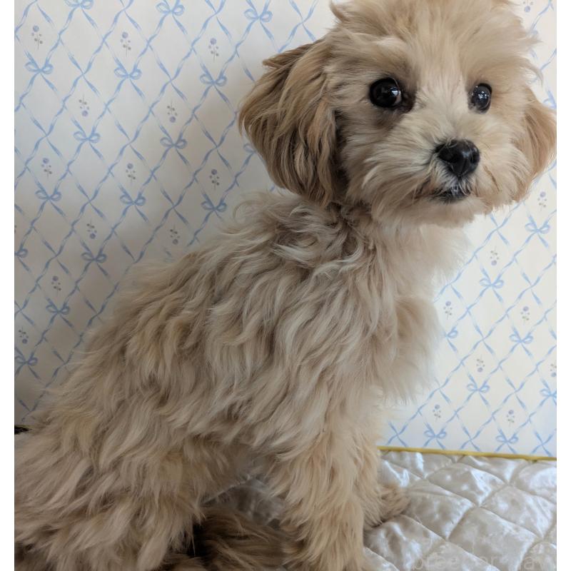 販売中の埼玉県のマルプー:マルチーズ×トイプードル-423328の8枚目