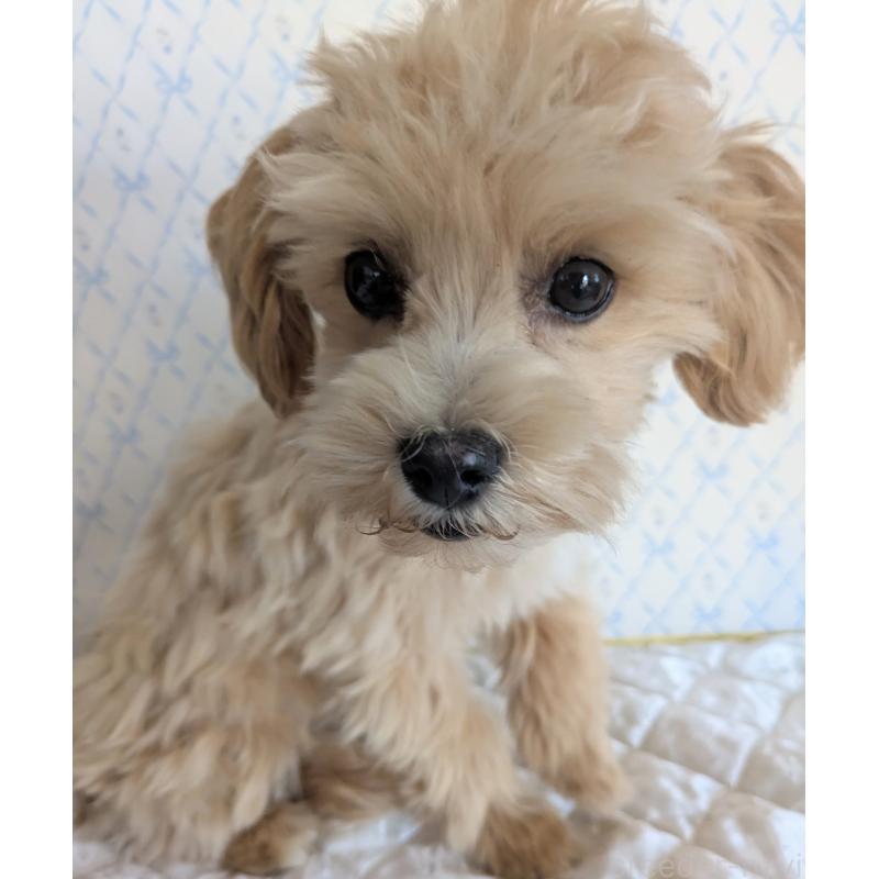 販売中の埼玉県のマルプー:マルチーズ×トイプードル-423328の7枚目