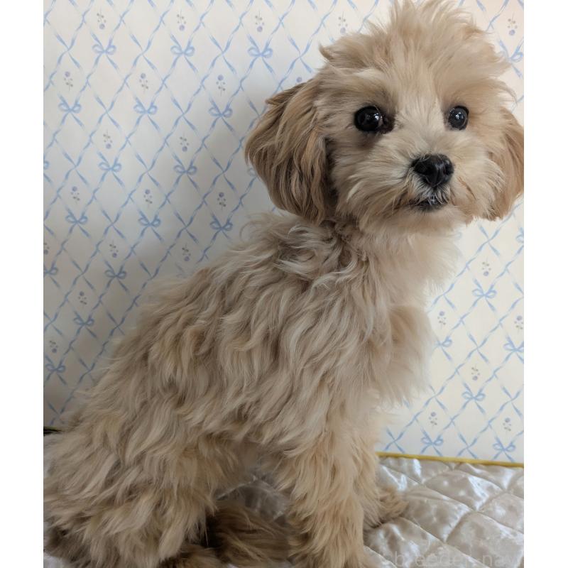 販売中の埼玉県のマルプー:マルチーズ×トイプードル-423328の6枚目