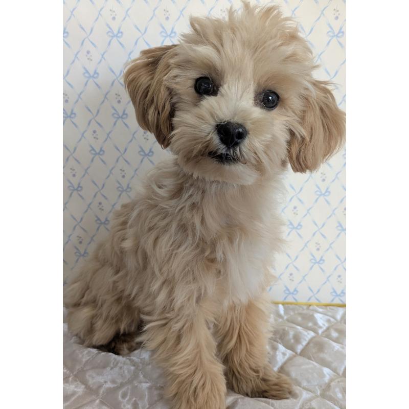 販売中の埼玉県のマルプー:マルチーズ×トイプードル-423328の5枚目