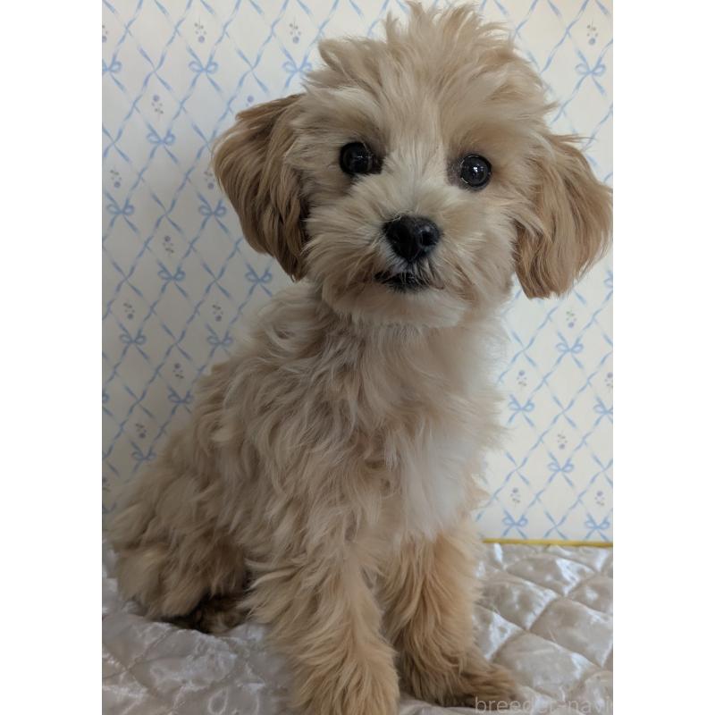 販売中の埼玉県のマルプー:マルチーズ×トイプードル-423328の4枚目