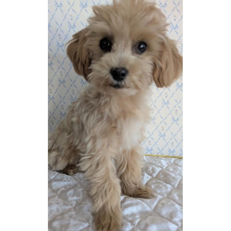 販売中の埼玉県のマルプー:マルチーズ×トイプードル-423328の3枚目