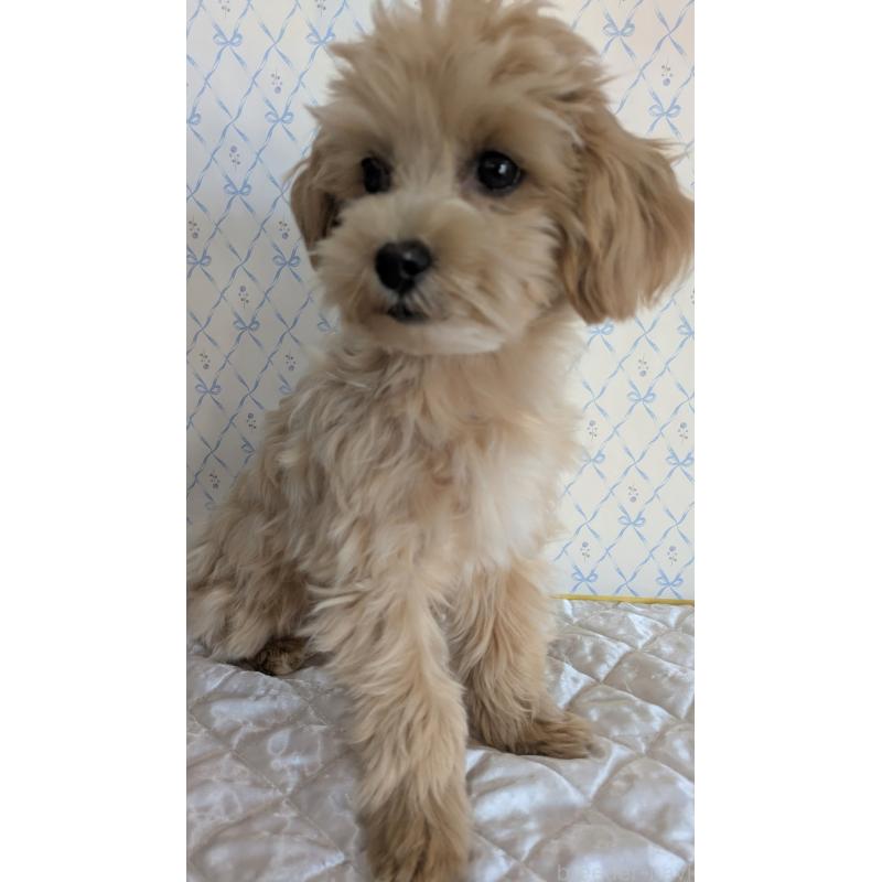 販売中の埼玉県のマルプー:マルチーズ×トイプードル-423328の2枚目