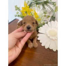 ♀︎タイニープードル