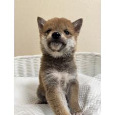 オンライン見学