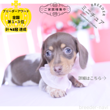 ♀︎ミニチュアダックスフンド(スムースヘアード)