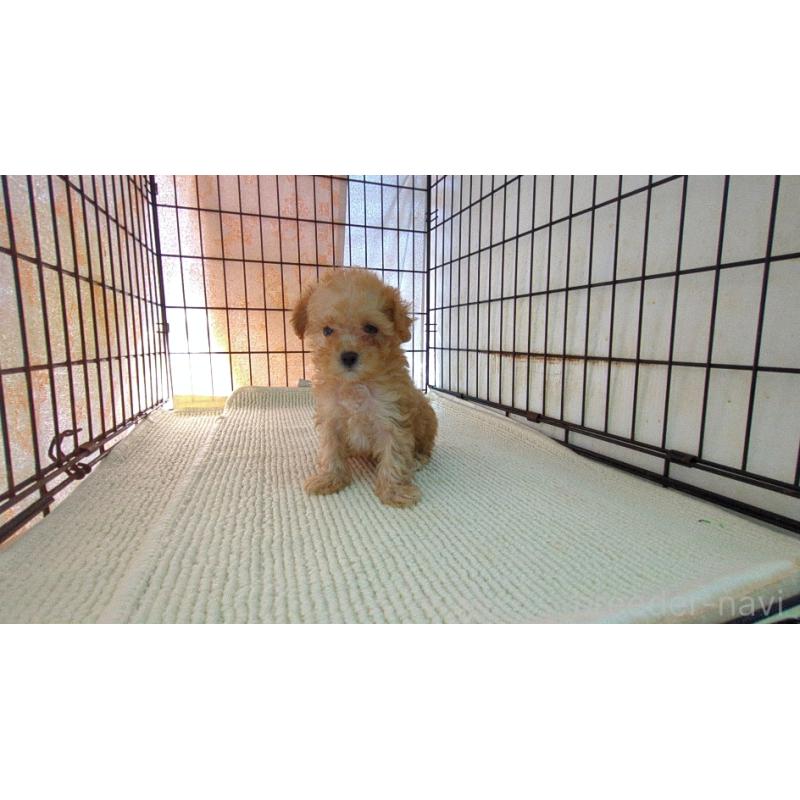 販売中の茨城県のミックス犬-447476の6枚目