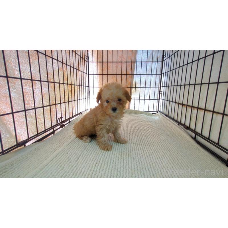 販売中の茨城県のミックス犬-447476の5枚目