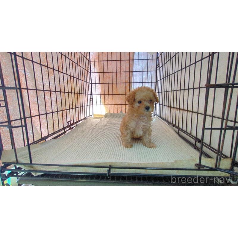 販売中の茨城県のミックス犬-447476の4枚目