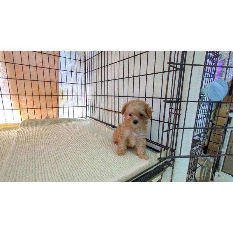 販売中の茨城県のミックス犬-447476の3枚目