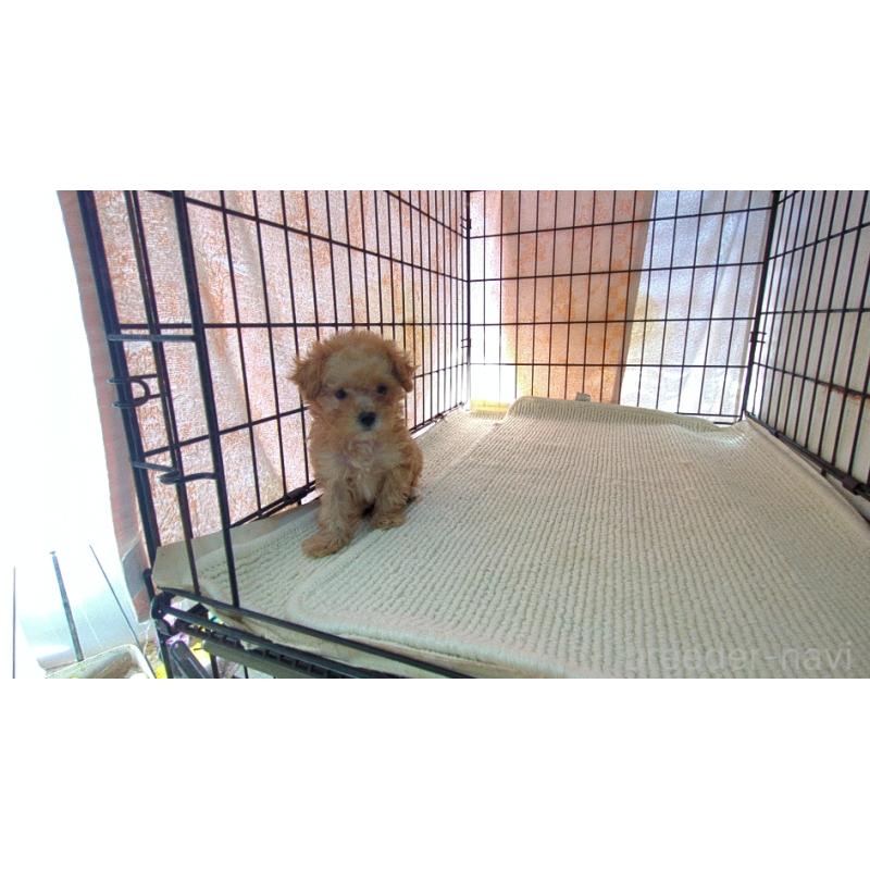 販売中の茨城県のミックス犬-447476の2枚目