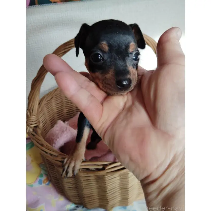 販売中の大阪府のミニチュアピンシャー(ミニピン)-450611の4枚目