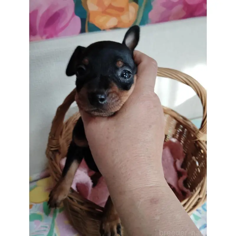 販売中の大阪府のミニチュアピンシャー(ミニピン)-450611の3枚目