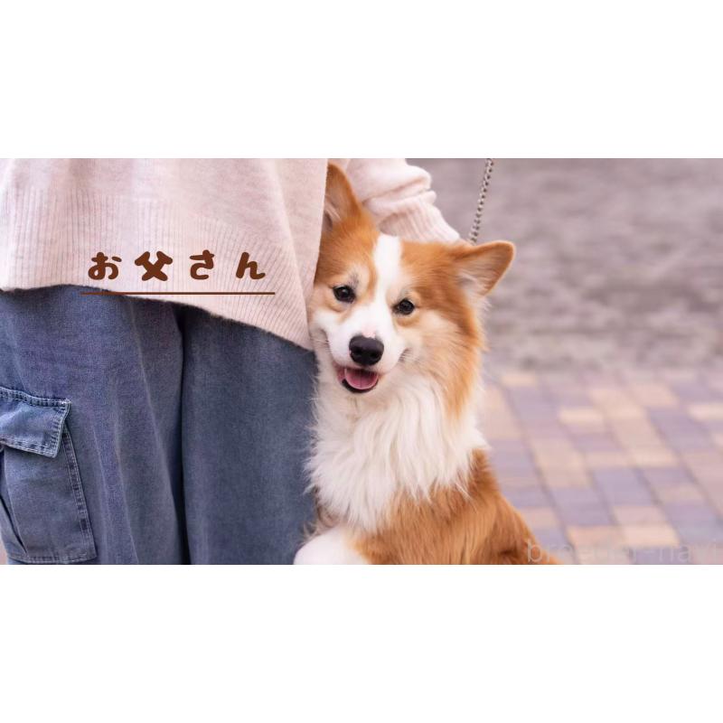 販売中の千葉県のウェルシュコーギーペンブローク-436840の3枚目