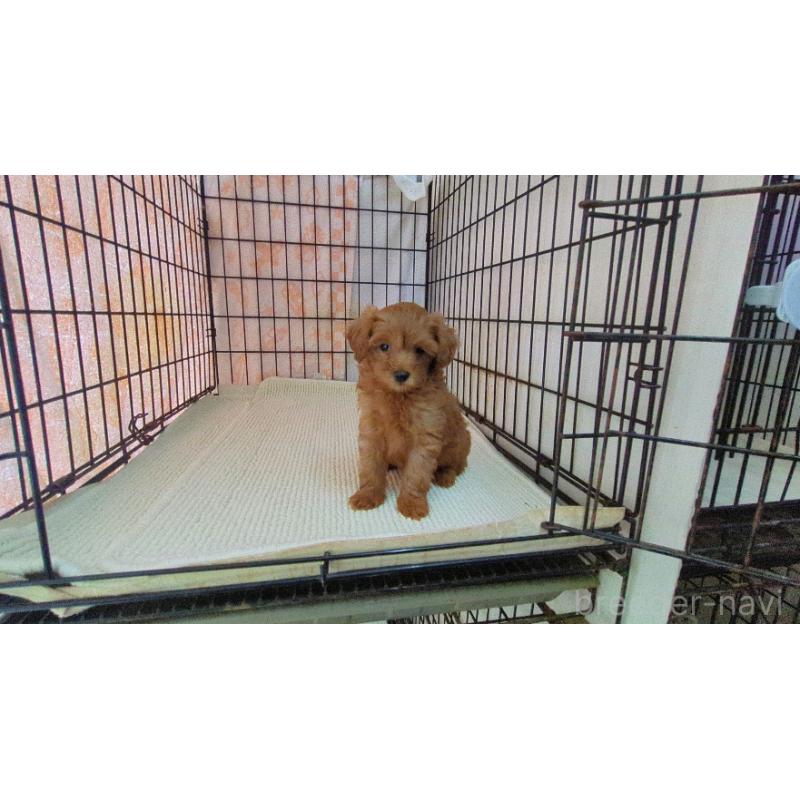 販売中の茨城県のマルプー:マルチーズ×トイプードル-447475の6枚目