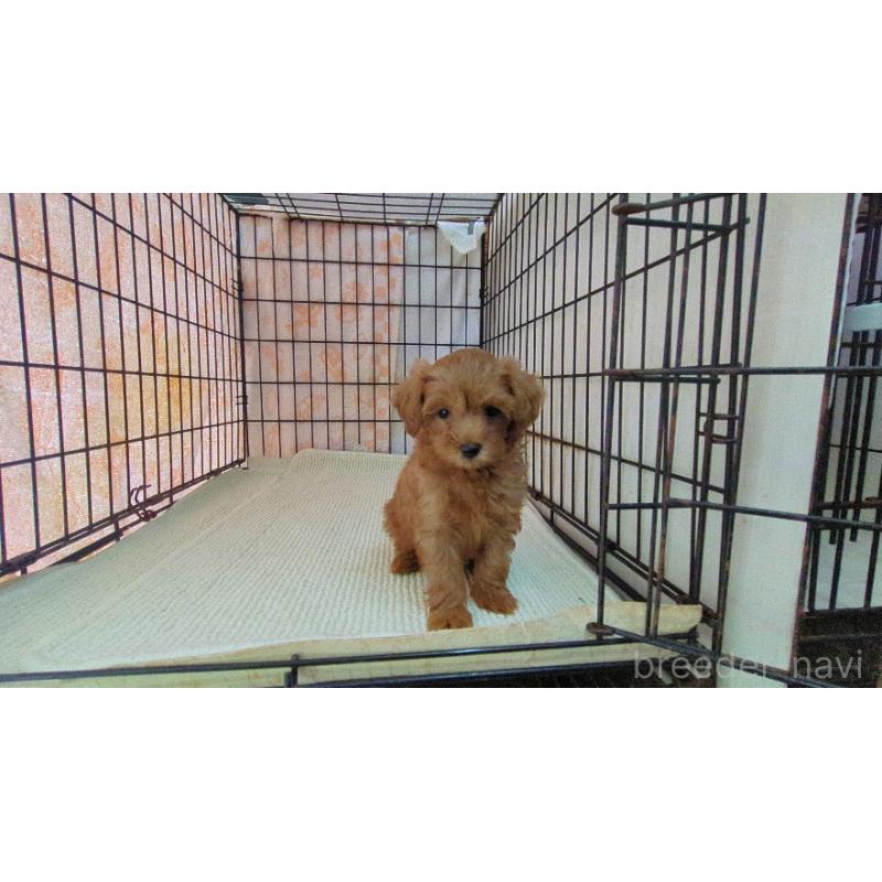 販売中の茨城県のマルプー:マルチーズ×トイプードル-447475の5枚目