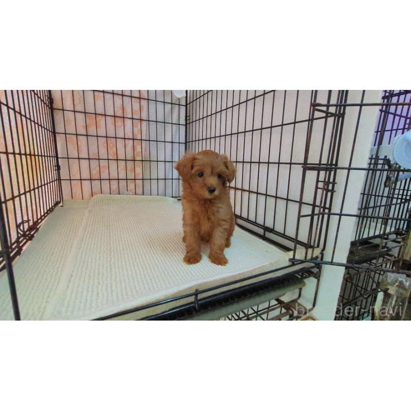 販売中の茨城県のマルプー:マルチーズ×トイプードル-447475の4枚目