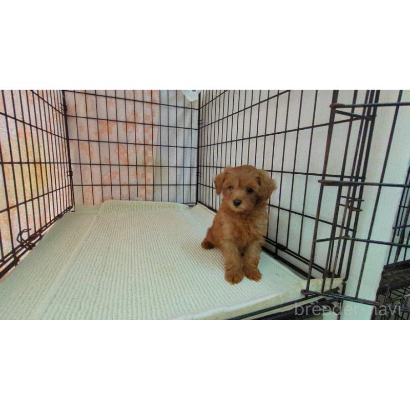 販売中の茨城県のマルプー:マルチーズ×トイプードル-447475の3枚目