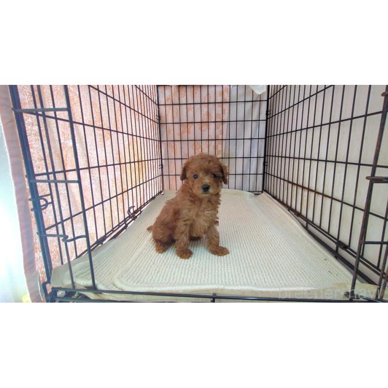 販売中の茨城県のマルプー:マルチーズ×トイプードル-447473の6枚目