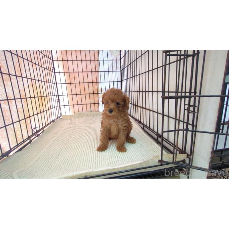 販売中の茨城県のマルプー:マルチーズ×トイプードル-447473の5枚目