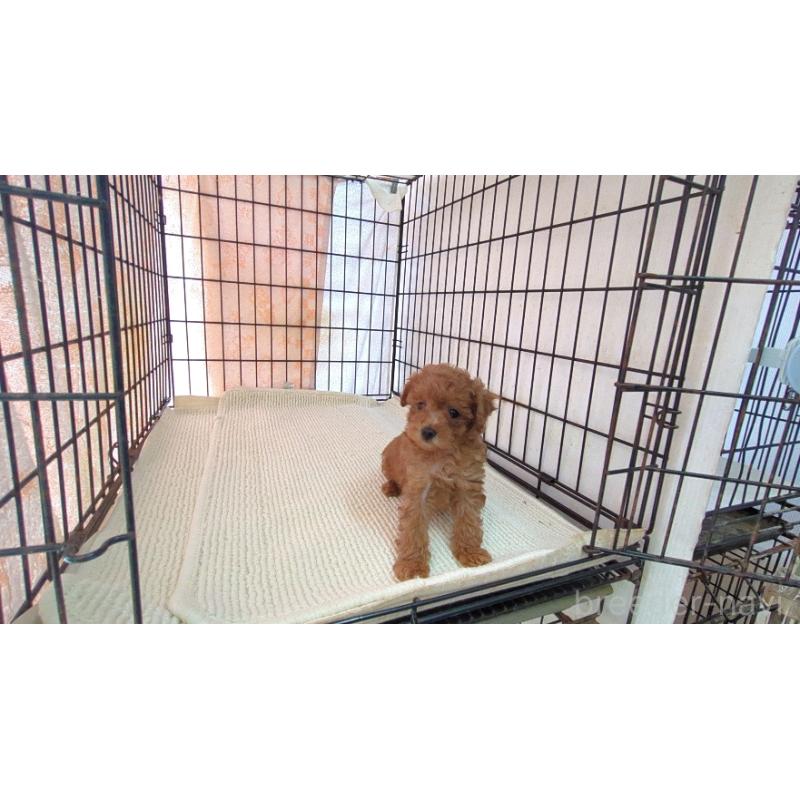 販売中の茨城県のマルプー:マルチーズ×トイプードル-447473の4枚目