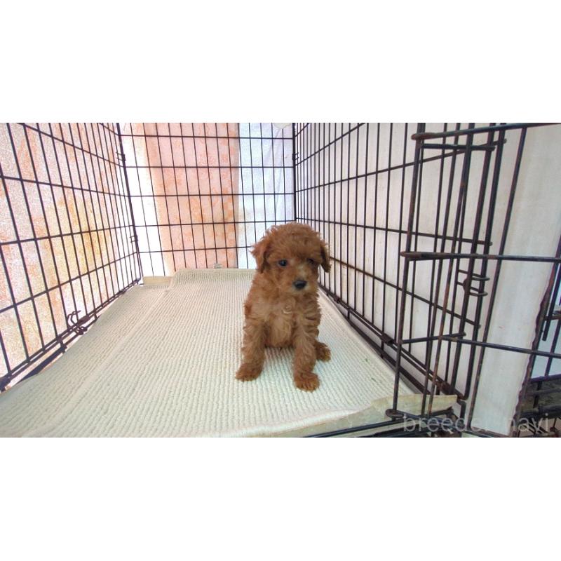 販売中の茨城県のマルプー:マルチーズ×トイプードル-447473の3枚目