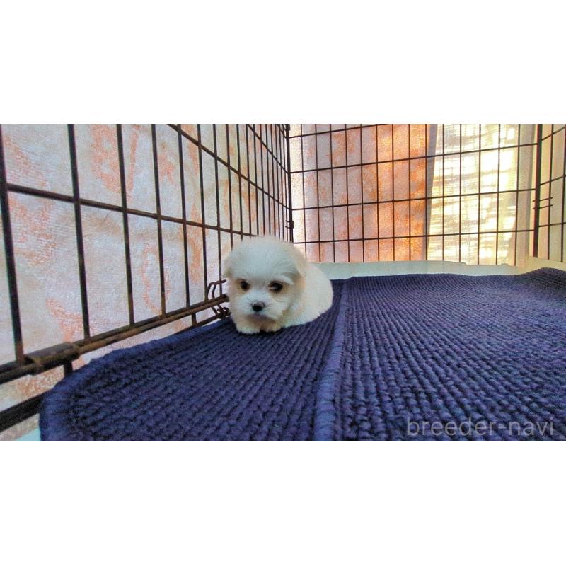 販売中の茨城県のマルチーズ-441495の2枚目