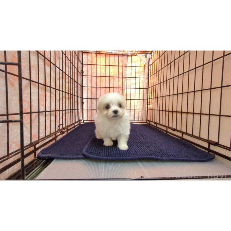 販売中の茨城県のマルチーズ-441490の2枚目