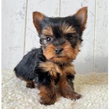 ♀︎ヨークシャーテリア