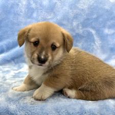 ♀︎ウェルシュコーギーペンブローク