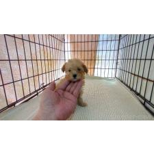 ♀︎ミックス犬