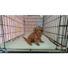 ♀︎ミックス犬