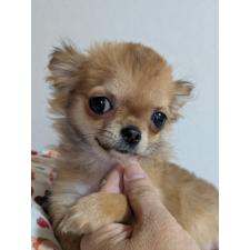 ♀︎チワワ(ロングコート)