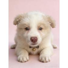 ♀︎ボーダーコリー