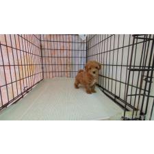 ♀︎ミックス犬