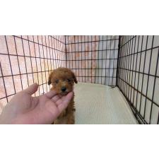 ♀︎マルプー:マルチーズ×トイプードル