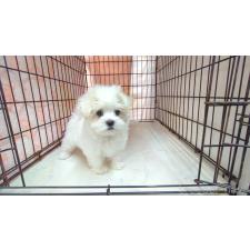 ♀︎マルチーズ