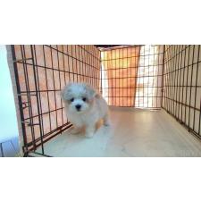 ♀︎マルチーズ