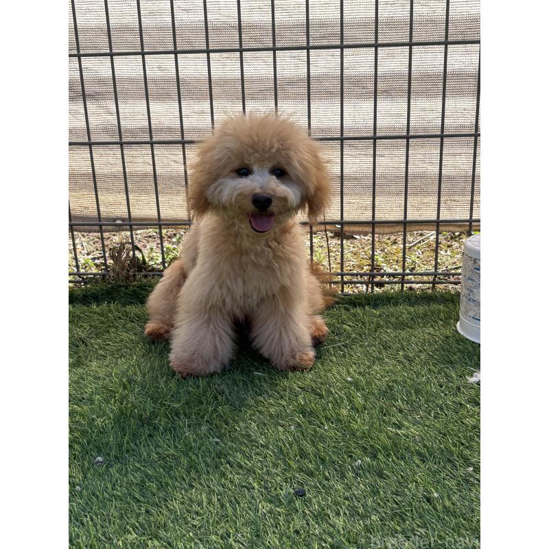 販売中の茨城県のミックス犬-433301の3枚目