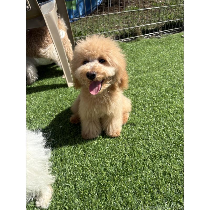 販売中の茨城県のミックス犬-433301の2枚目